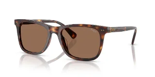613773 Shiny Brown Tortoise