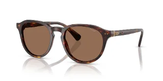 613773 Shiny Brown Tortoise