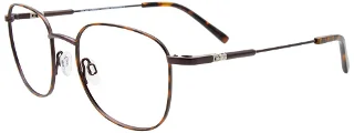 010 Brown Tortoise