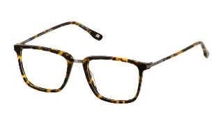 2 Tortoise