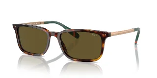 613773 Shiny Brown Tortoise