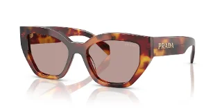 22A20I Poppy Tortoise