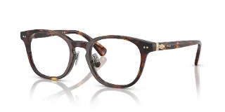 6137 Shiny Brown Tortoise