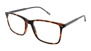 31 Tortoise