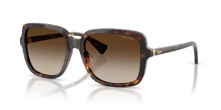 500313 Shiny Dark Havana