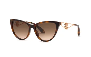 Havana Brown (9Ajk)