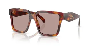 22A20I Poppy Tortoise