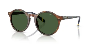 562571 Shiny Brown Tortoise